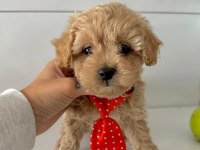 Mini maltipoo Bakımı Kolay Bebekler 