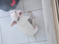 KALİTE İSTEYEN BURAYA FRENCH BULLDOG