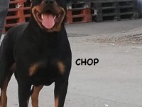 Ankara dişi safkan Rottweiler