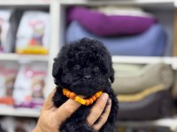 2 aylık siyah erkek maltipoo yavru