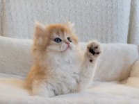 BLH 2 aylık erkek british longhair