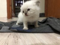Blue Point 30 Günlük Dişi Scottish Fold