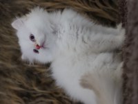 British longhair erkek kedimiz