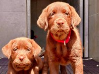 Birinci Sınıf Safkan Labrador Retriever Yavrular