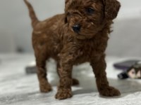 Toy poodle anne altında yavrularımz