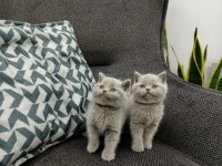 Koca Kafalı British Shorthair Yavruları