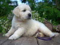 Golden Retriever Yavrular Canlı Görerek Alabilirsiniz