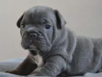 En güzel blue fransız bulldog kız