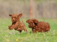 Irkının en güzeli toy poodle yavrular