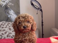 4 AYLIK DİŞİ RED BROWN TOY POODLE