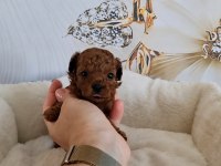Toypoodle Yavrularımız