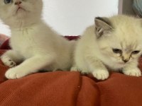 YAVRU BRİTİSH SHORTHAİR KEDİLER