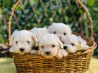 Kar Beyaz Düğme Burunlu Maltese Terrier Yavrular