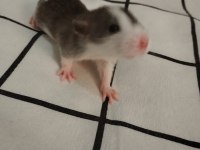 Dumbo Rat Çift ve Bebekler Ücretsiz Sahiplendirme