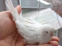Ücretsiz sahiplendirilecek beyaz kırmızı göz lutino muhabbet