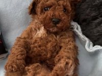 Toy Poodle Köpeği