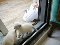 1 -1 buçuk aylık scottish fold yavru sahiplendirme
