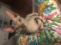 Dişi sphynx kedi 3 aylık
