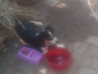 Border collie yavruya yeni yuva