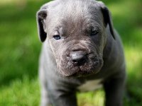 Blue Cane Corso Yavruları