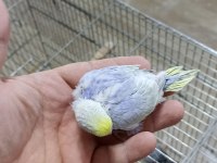 Alıştırmalık Rainbow Muhabbet Kuşu Yavrular