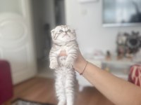 Güzeller güzeli bebekler scottish longhair