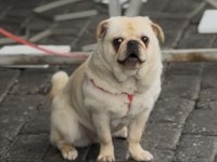 6 AYLIK AŞILARI TAM DİŞİ WHİTE PUG