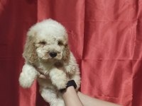 Labradoodle Yavrusu