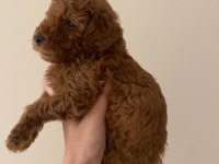 2 aylık safkan toy poodle