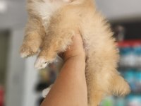 Uygun pomeranian arayanlara