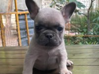 Egzotik french bulldog dişi ve erkek