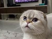 Scottish fold kedimiz