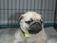 Pug mops yavrularımız A kalite