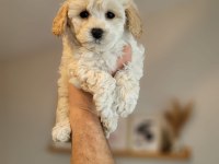 A Kalite Safkan Maltipoo