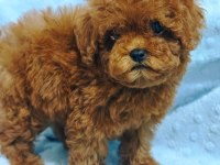 DAHA GÜZEL POODLE VARSA KARŞIMIZA ÇIKSIN
