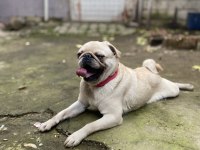 Egzotik Üretmek isteyenlere fırsat White Pug mops dişi