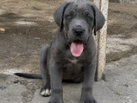 Erkek Cane Corso Yavrular