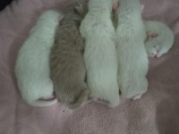 British Shorthair Yeni yavrular (Beyaz&Gri) ANKARA/Polatlı