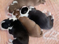 Orjinal Border Collie Yavrular