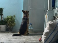 9 Aylık herşeyi tam safkan alman kurdu