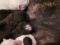 Yeni doğmuş French Bulldog yavrular