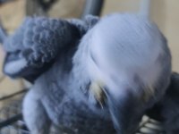 Bebek jako papağanı bir bacağı içeri basmaktadır