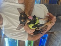 Minyatür güzellik köpeğimiz