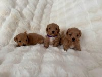 MALTİPOO YAVRULARIMIZ
