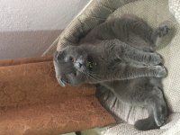 Yer sıkıntısından dolayı acil british shorthair