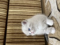 Minik yavrularımıza yuva arıyoruz british shorthair