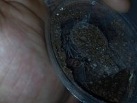 Farklı Canlı Arayanlara Pumpkin Tarantula