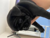 Pug yavrular sahiplendirilecektir 1 krem erkek 1 siyah dişi