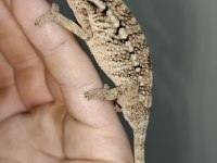 Panter bukelemun