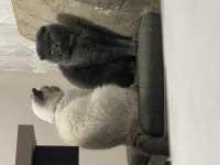 Scottish Fold